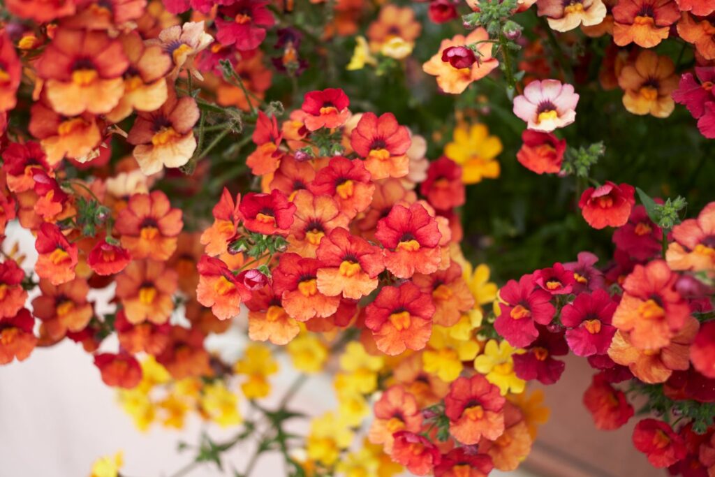 Nemesia-Pflanze