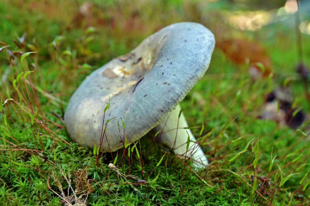Grasgrüner Täubling