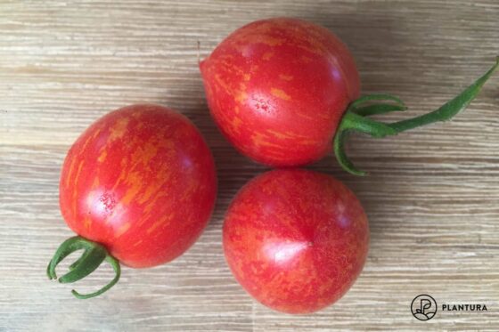 Tomate ‘Fuzzy Wuzzy’: Alles über die zweifarbige Buschtomate