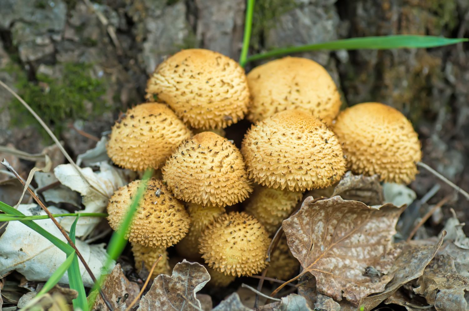 Pilze im Garten bestimmen & Ursachen behandeln Plantura