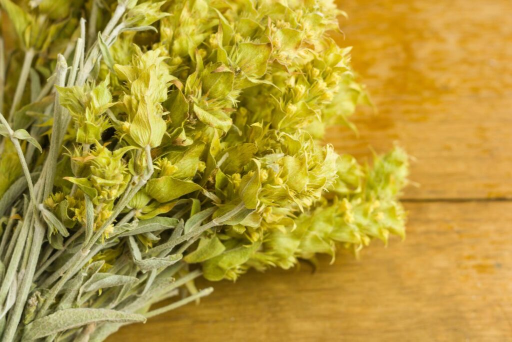 Sideritis scardica-Pflanze
