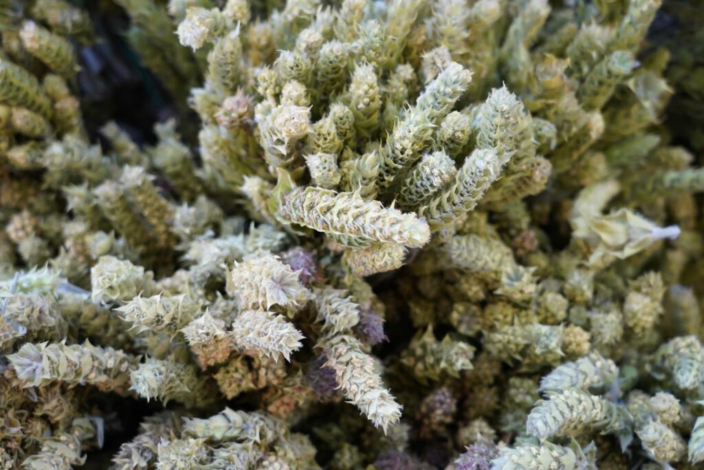 Sideritis scardica-Samen