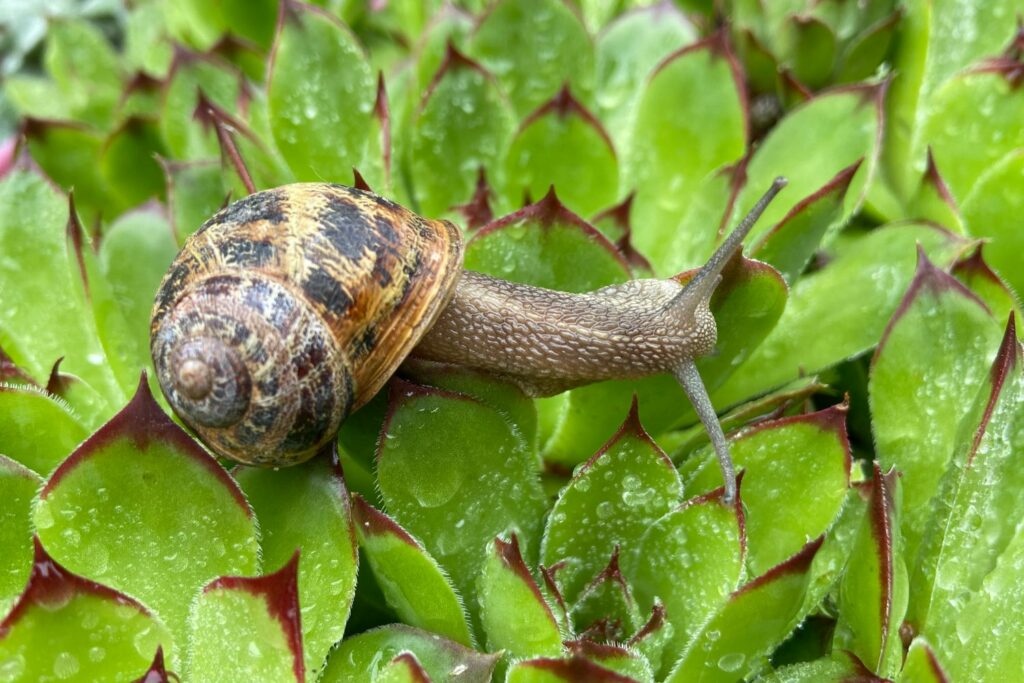 Schnecke