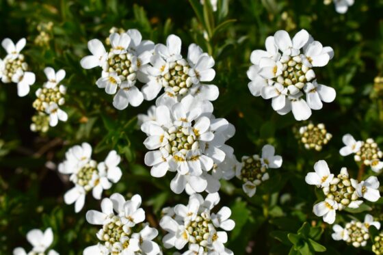 Immergrüne Schleifenblume: Blütezeit, Standort & Winterhärte