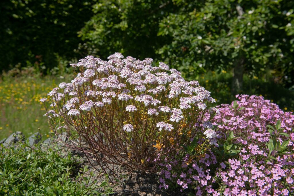 Pink candytuft