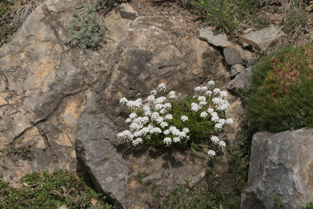 Evergreen candytuft on a rock