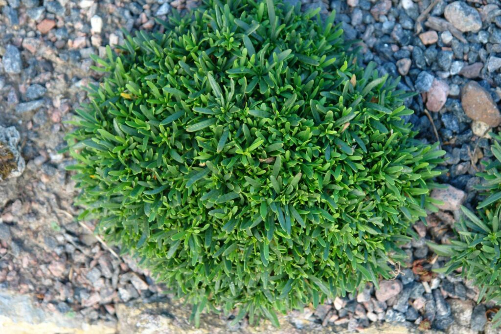 Evergreen candytuft in a stone bed