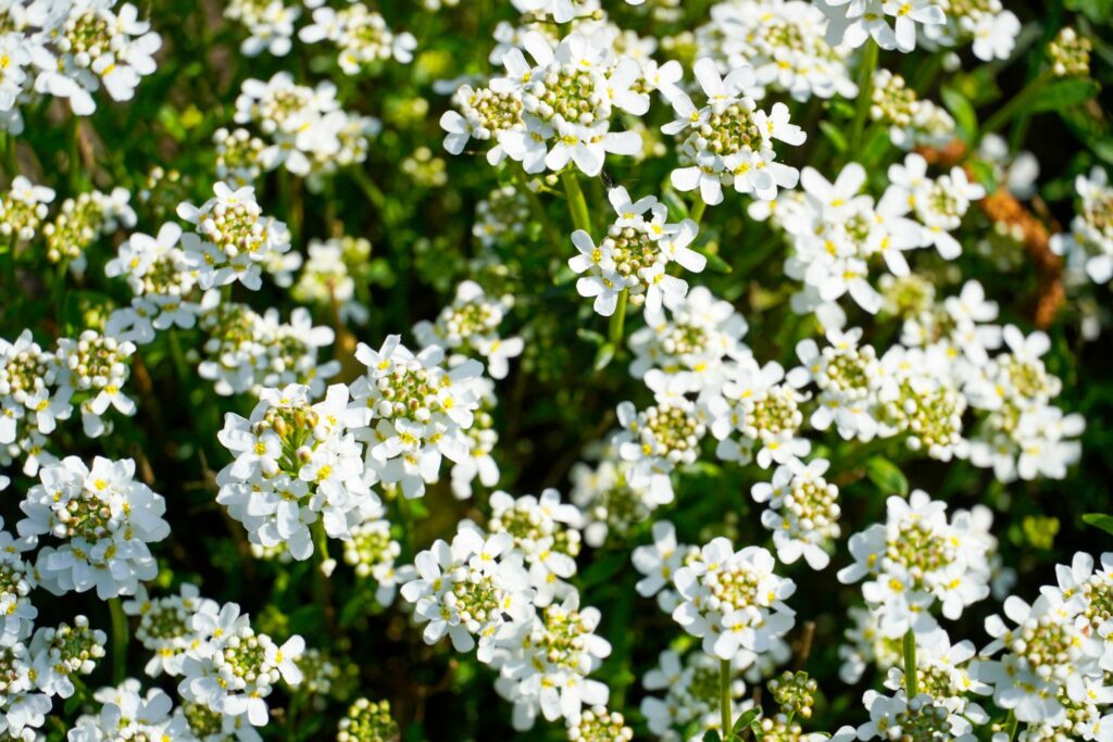 Flowering candytuft