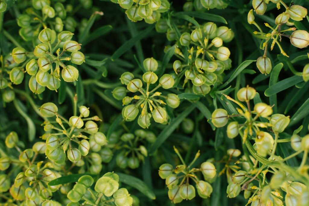 Candytuft seeds