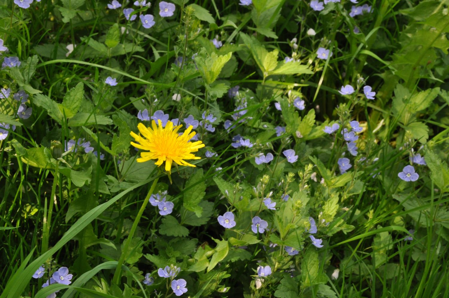 Zeigerpflanzen: Erklärung & Übersicht der wichtigsten Beispiele
