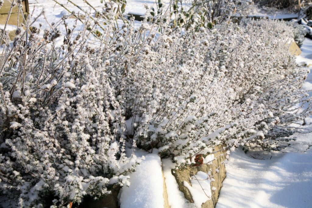 Thymian im Winter