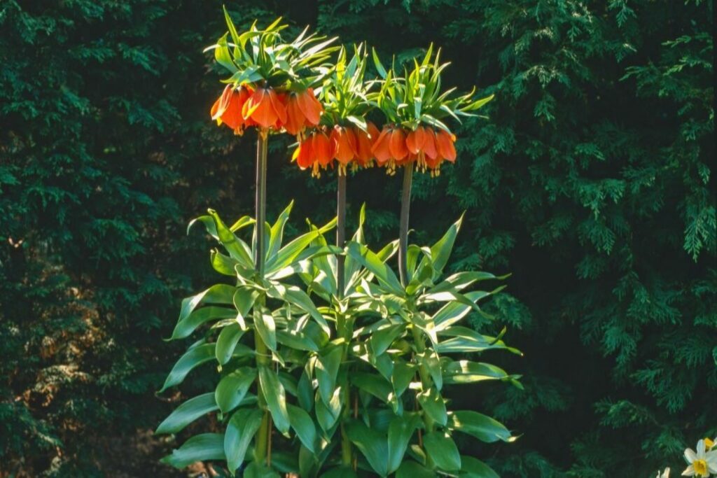 Kaiserkrone im Topf