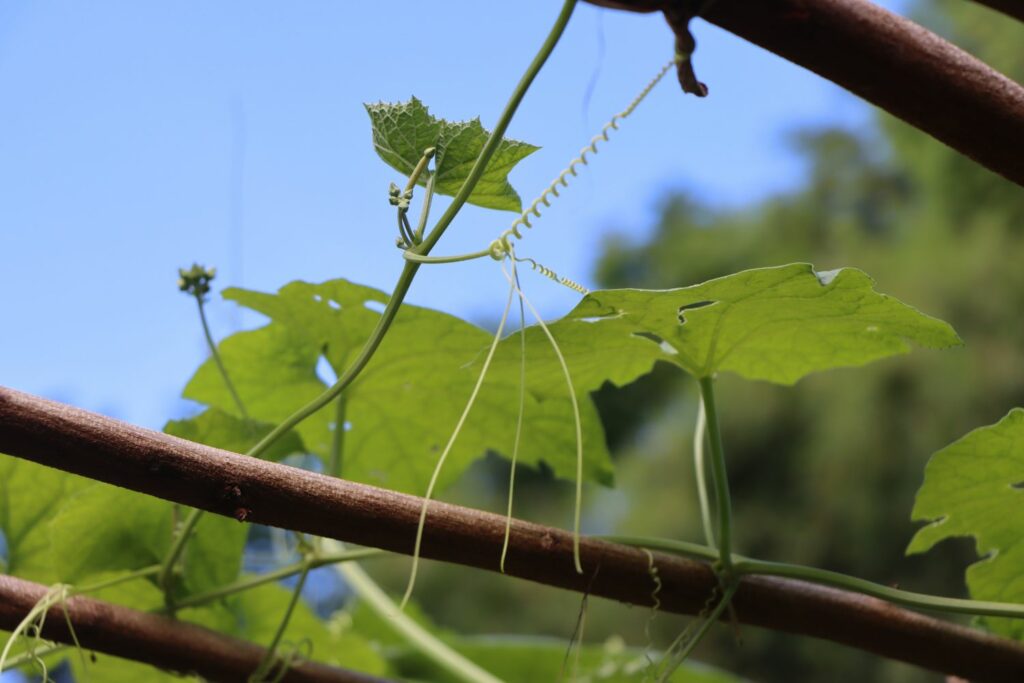 Zucchini mit Ranken