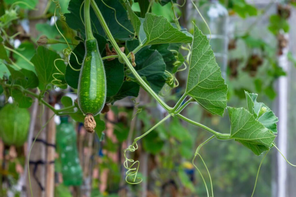 Kleine Kletterzucchini
