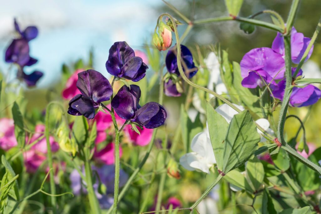 Duftwicke 'Bijou Mix'