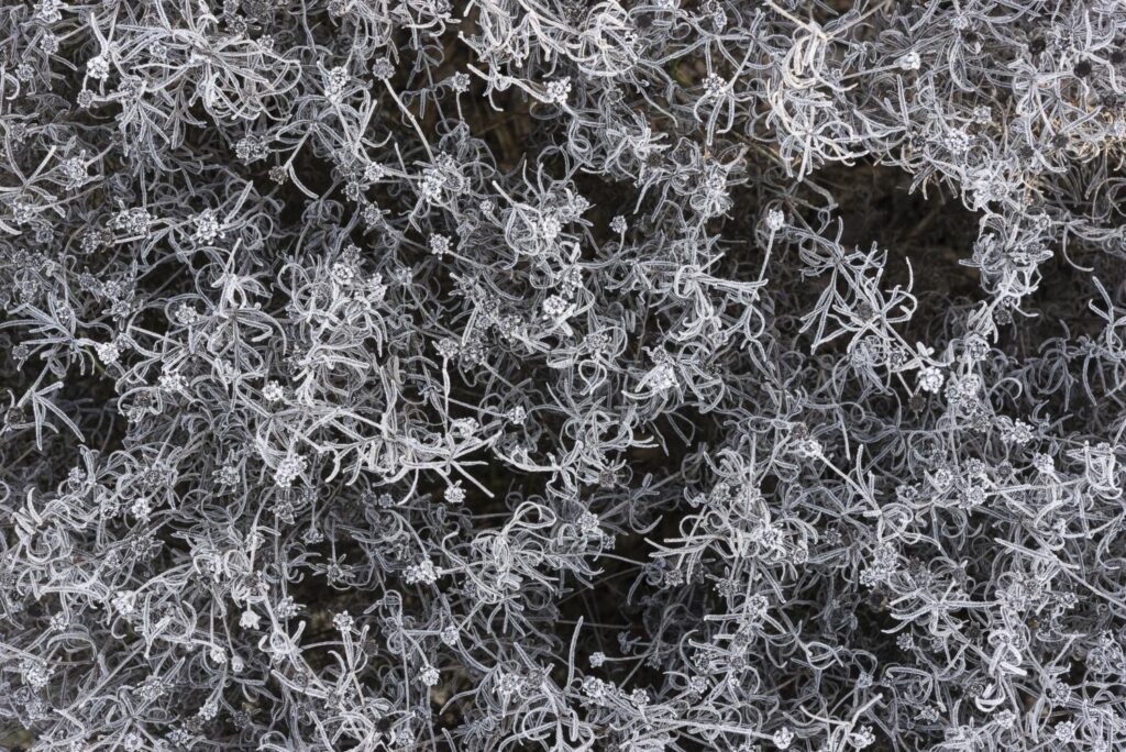 Mädchenauge im Winter