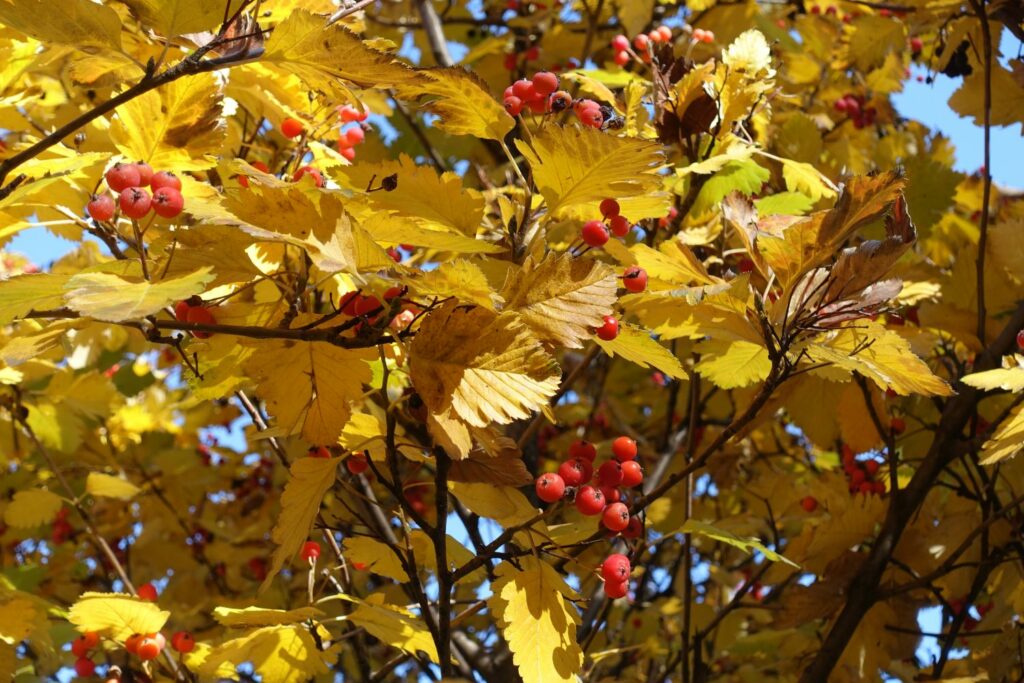 Mehlbeeren-Baum mit Früchten und Herbstlaub