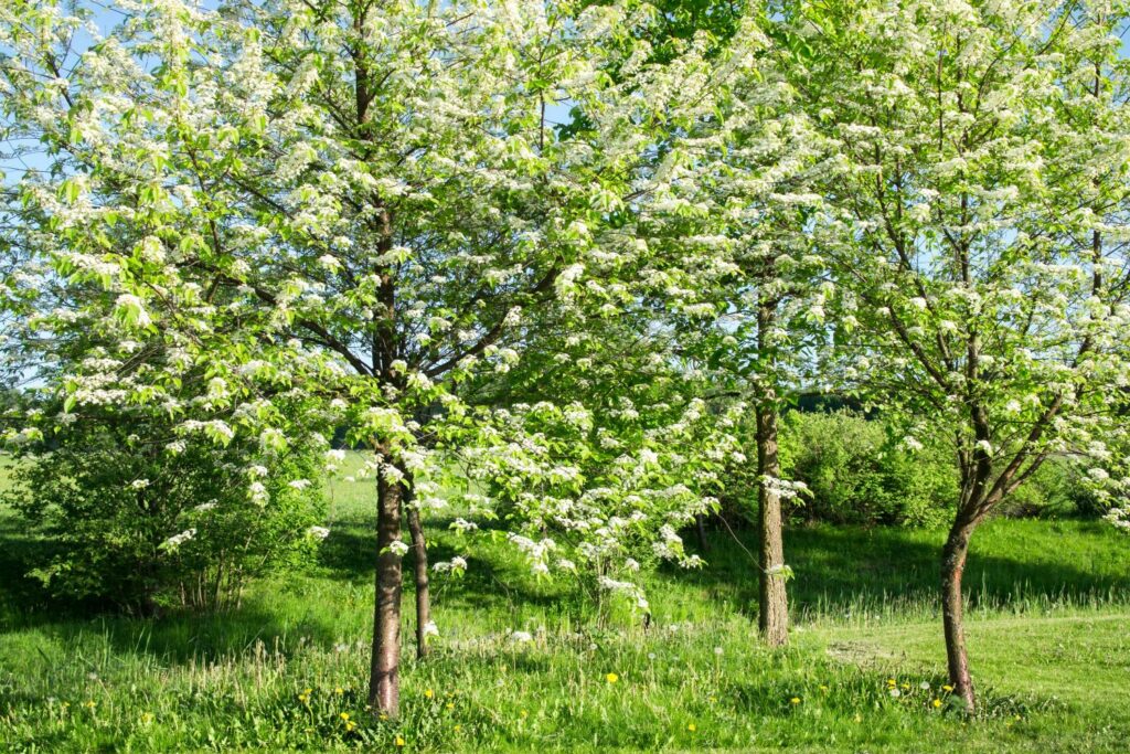 Schwedischer Mehlbeeren-Baum