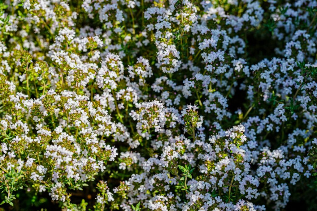 Thymus vulgaris fragrantissimus