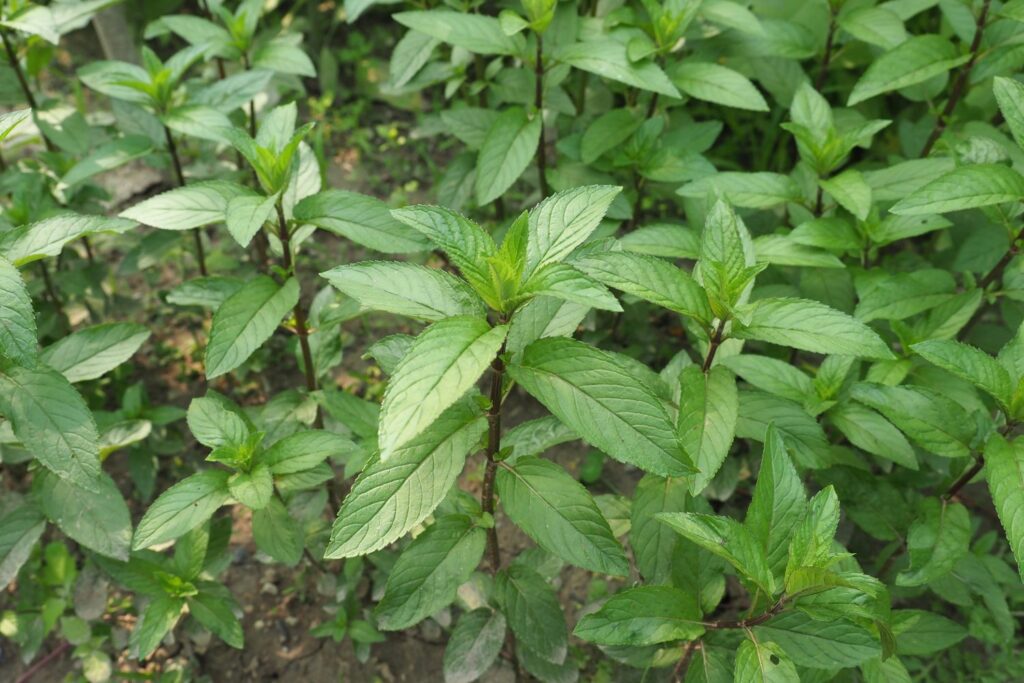 Mentha x piperita