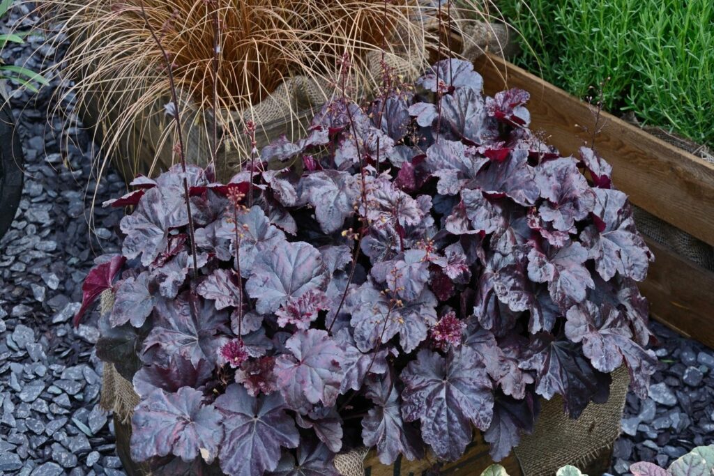 rotlaubige Heuchera