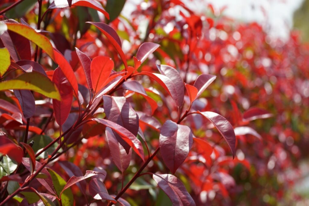 evergreen shrub with red leaves