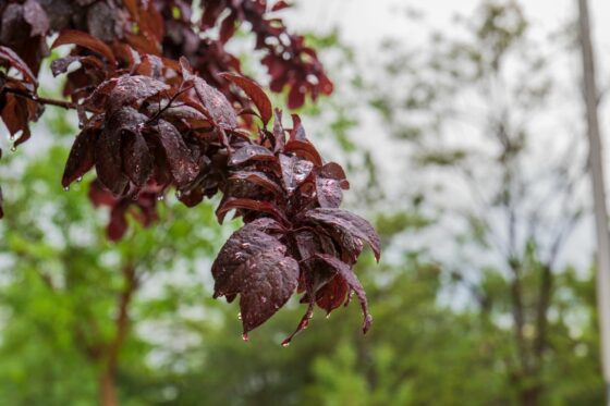 Pflanzen mit roten Blättern: Die schönsten für Garten & Balkon