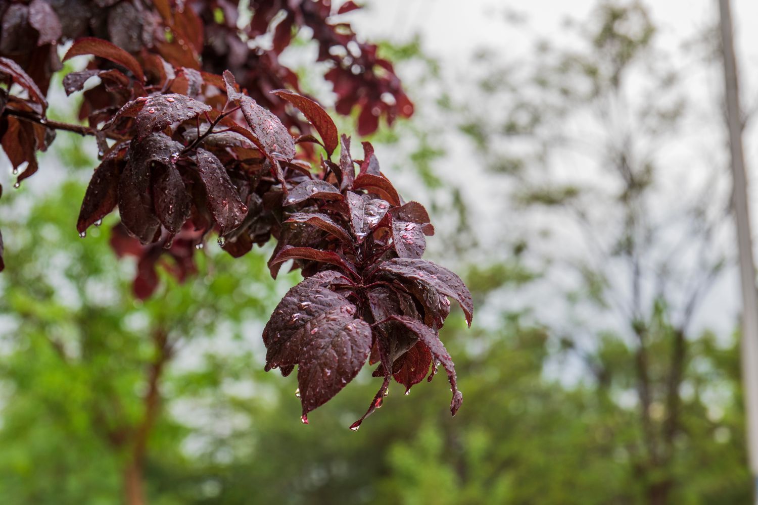 Pflanzen mit roten Blättern für Garten & Balkon - Plantura