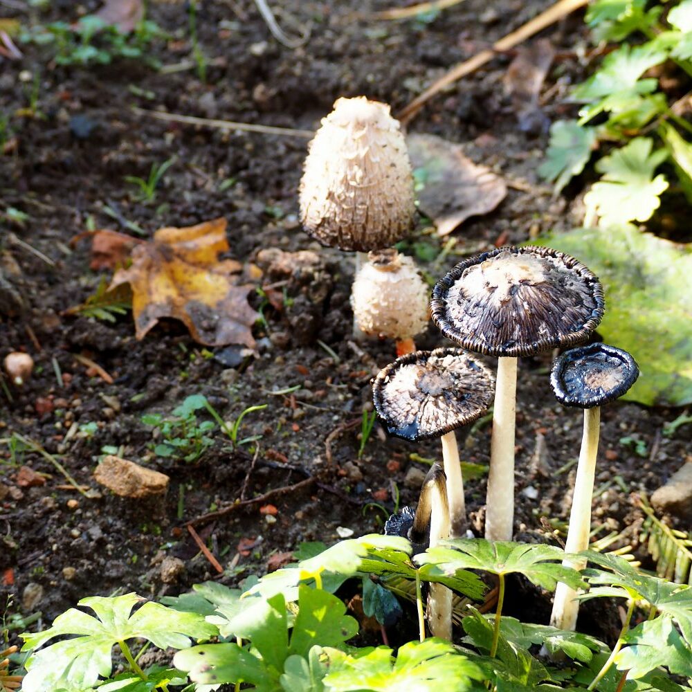 Pilze im Garten bestimmen & Ursachen behandeln - Plantura