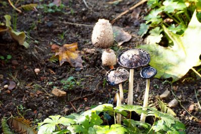 Pilze im Garten bestimmen & Ursachen behandeln
