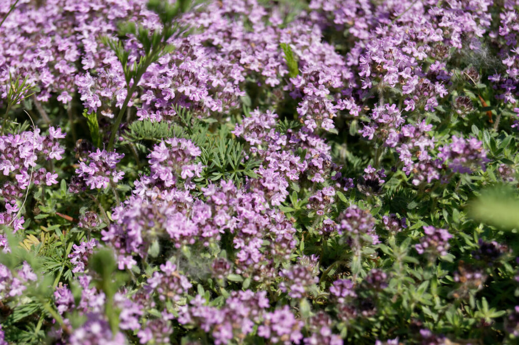Rosa Polsterthymian