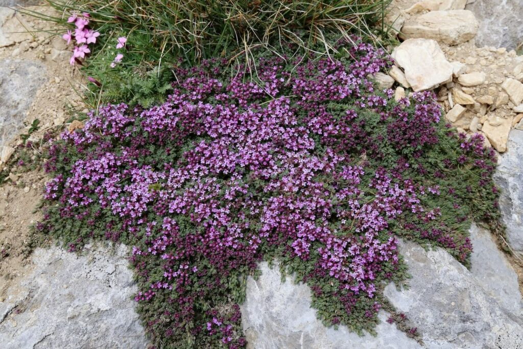 Blühender Polsterthymian