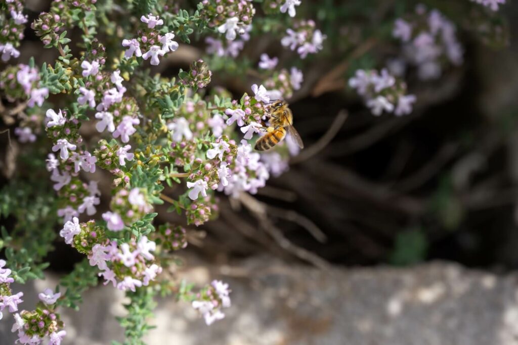 Biene auf einer Polsterthymian-Blüte