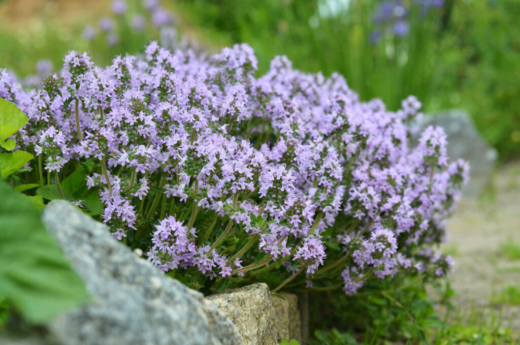 Polsterthymian am Beetrand