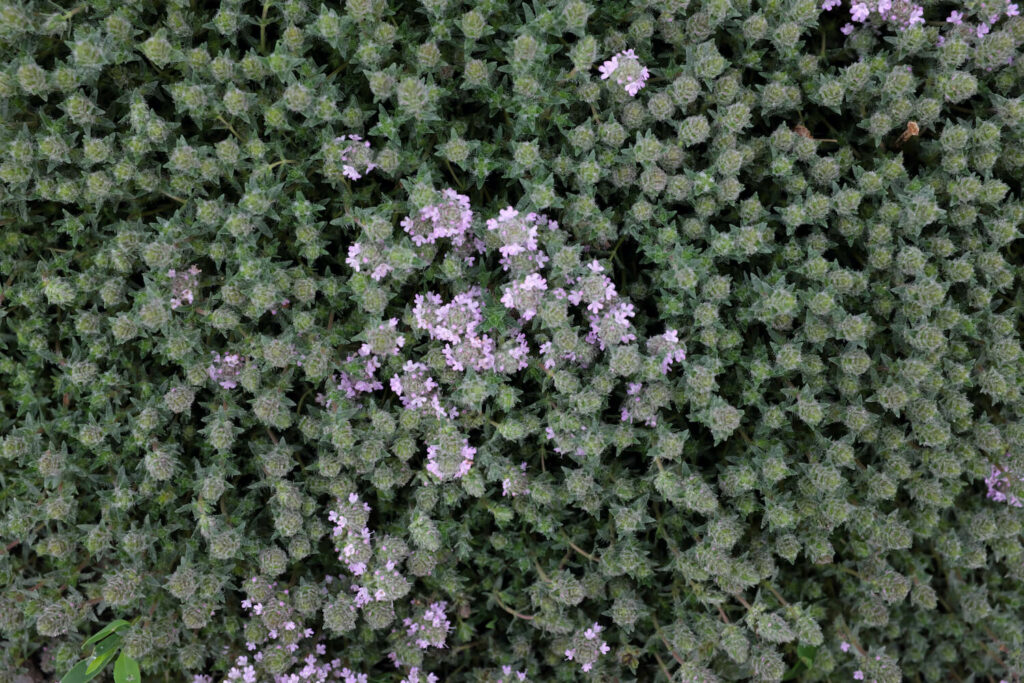 Teppich aus Polsterthymian