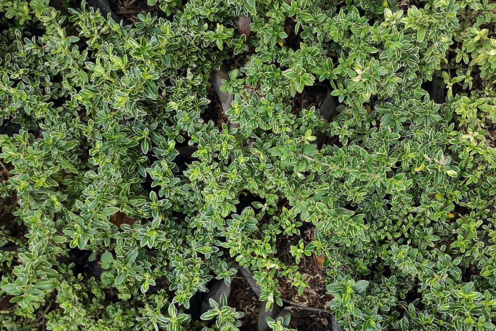 Polsterthymian ohne Blüten