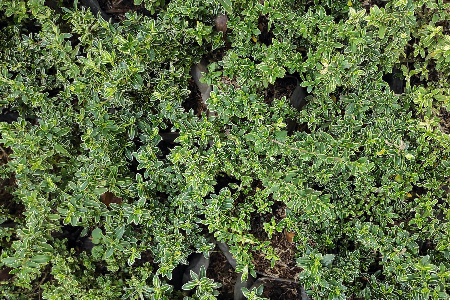 Polsterthymian pflanzen, schneiden & Co. Plantura