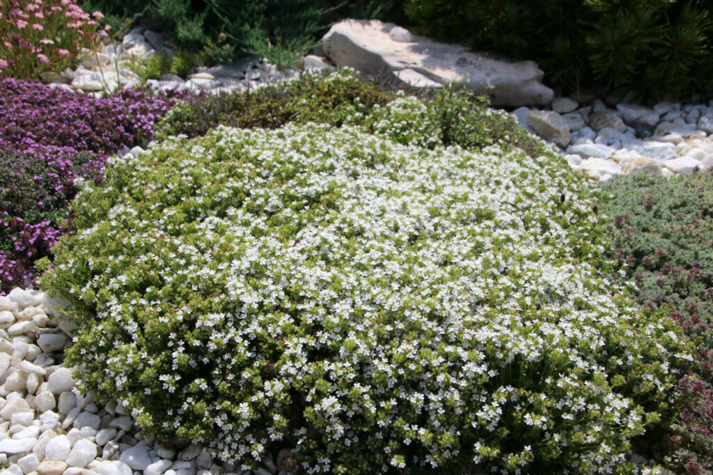 Weißer Polsterthymian