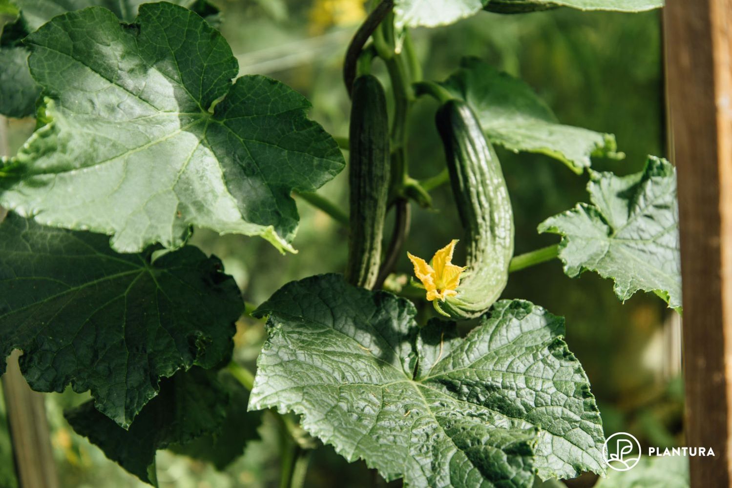 Gurken-Rankhilfe: Tipps & DIY-Anleitung - Plantura