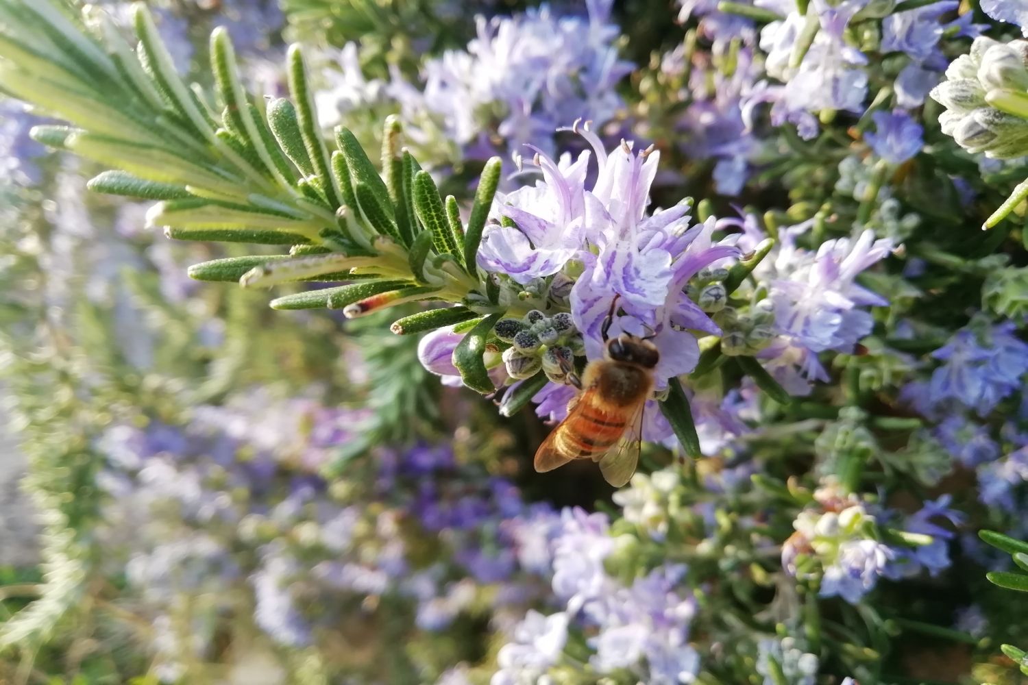 Rosmarin Steckbrief, Blüte & Herkunft Plantura