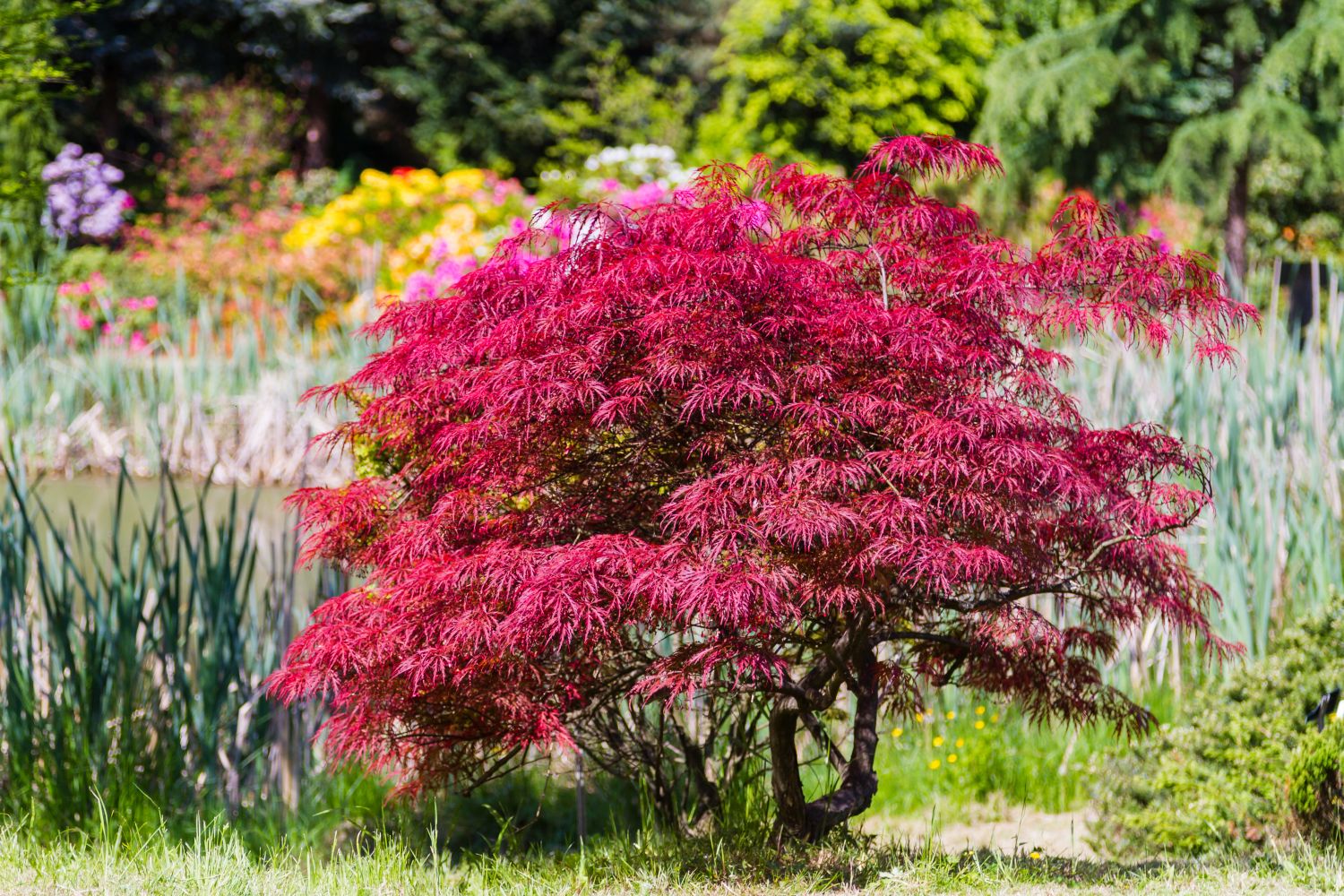 Pflanzen mit roten Blättern für Garten & Balkon Plantura