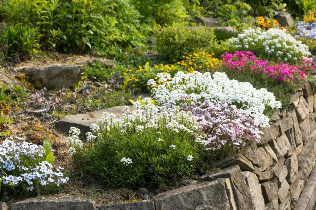 Evergreen candytuft on a wall