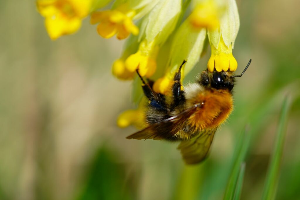 Biene auf Schlüsselblumen-Blüte