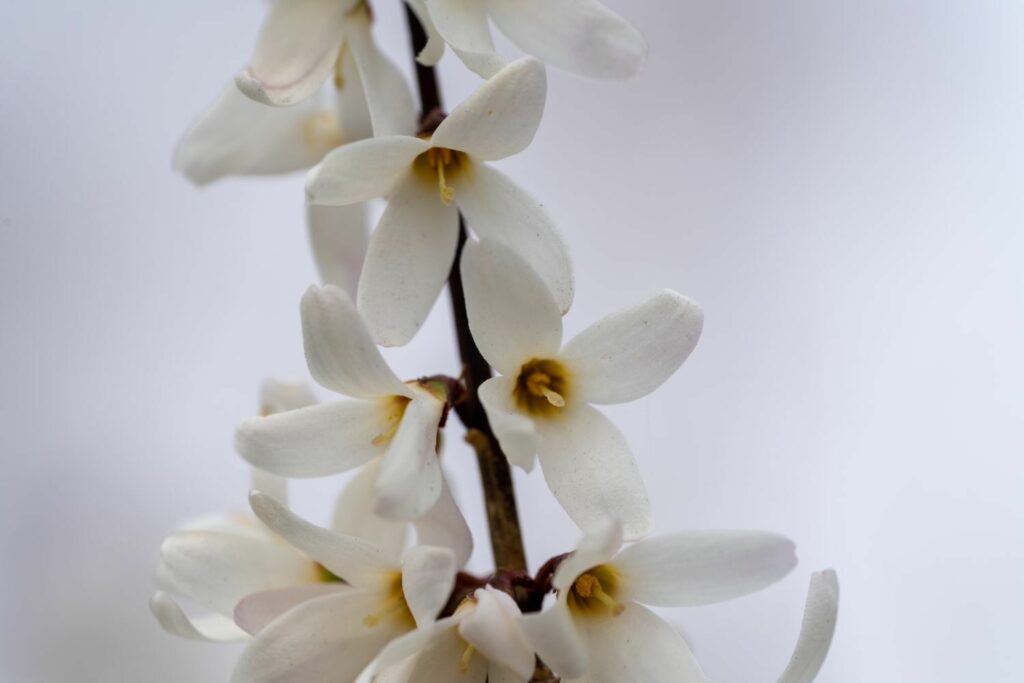 White forsythia flowers