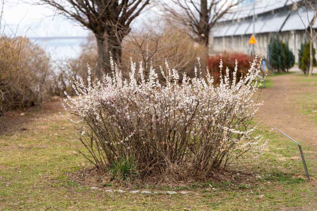 Large white forsythia