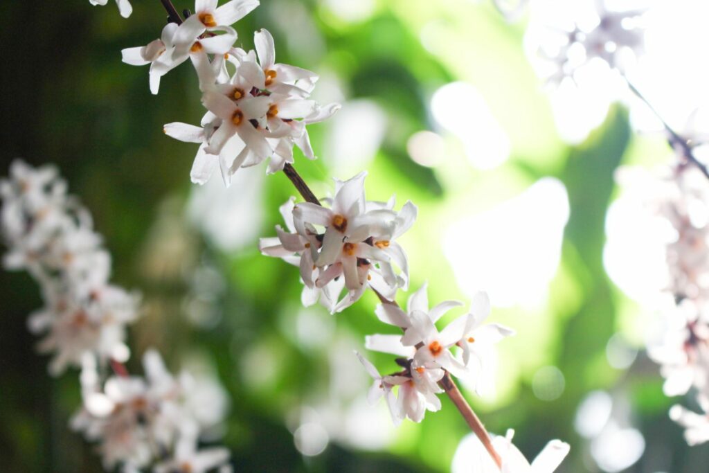 Magnificent blooming white forsythia