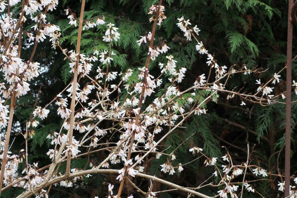 White forsythia in spring