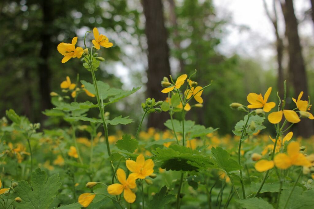 Schöllkraut im Wald