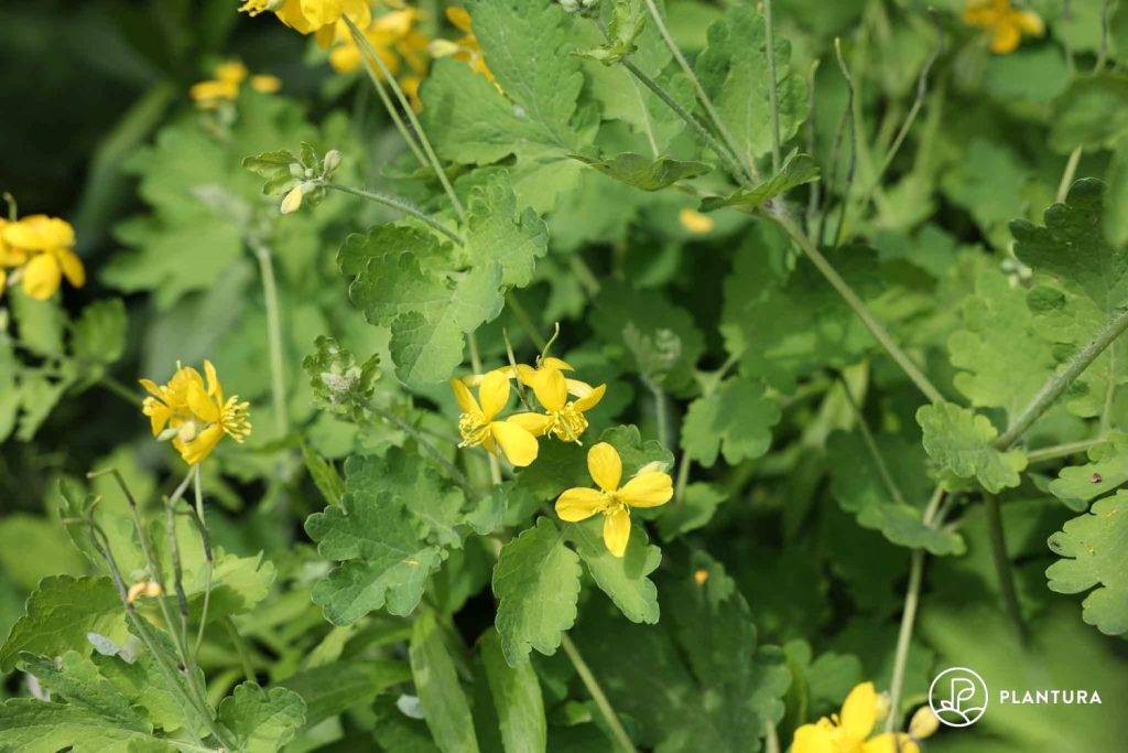 Gelbe Schöllkrautblüten