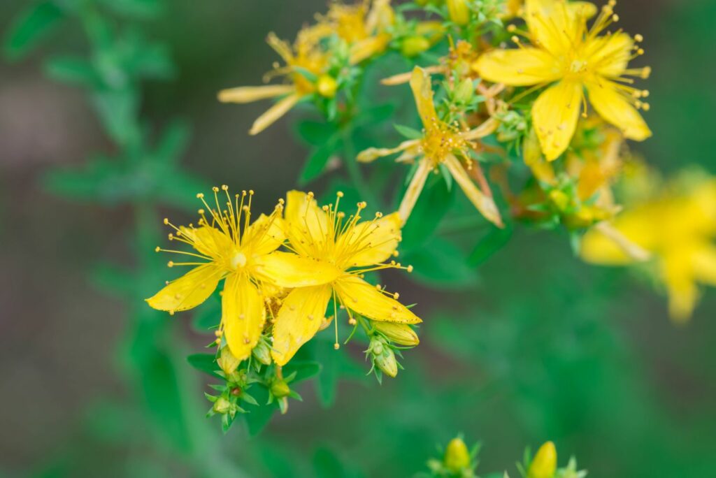 Johanniskraut-Blüten